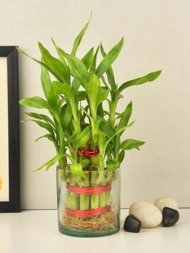 Lucky Bamboo plant