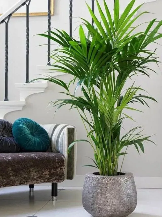 5 Easy Tips To Increase Your Areca Palm Growth