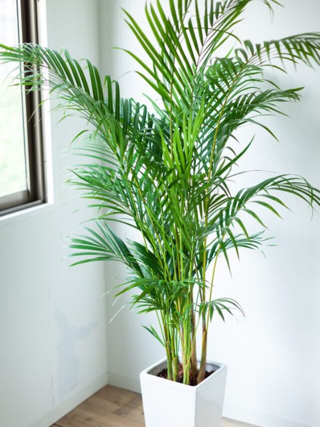 Where to place Areca Palm for Healthy Growth