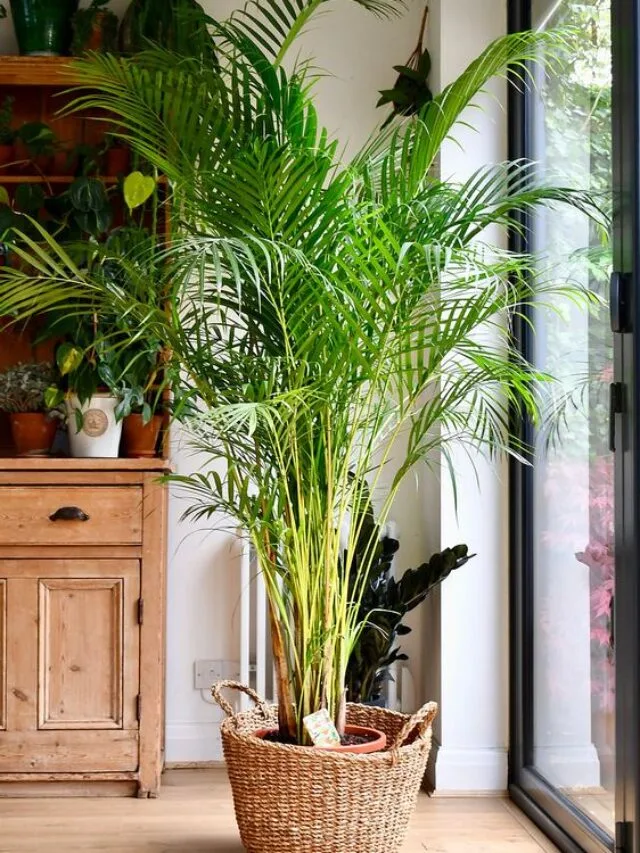 7 Benefits of keeping Areca palm at Home: Best Indoor Plant