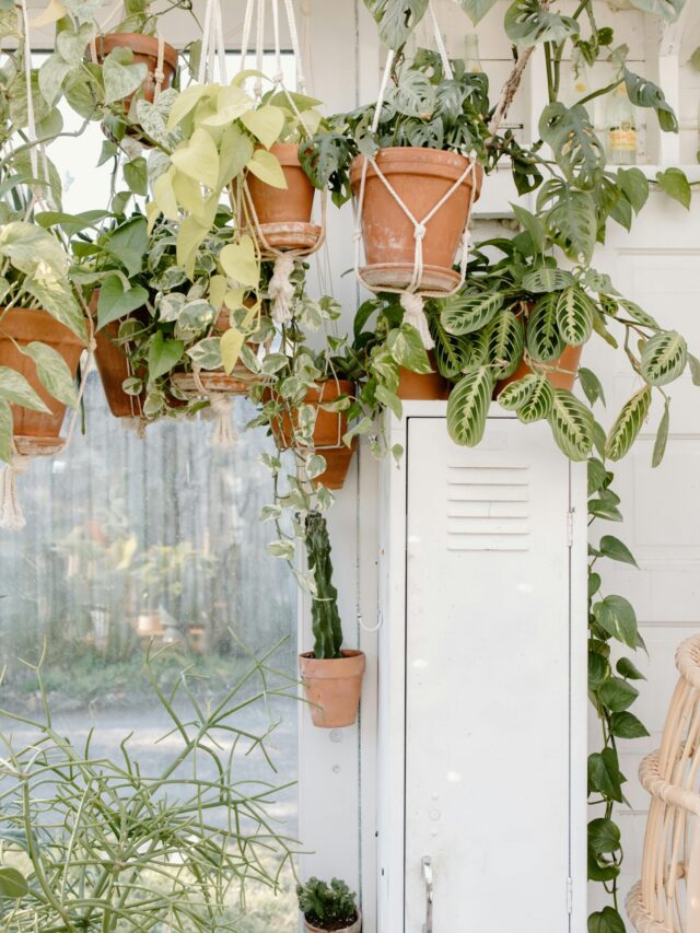 Top Hanging Plants for Summer Garden