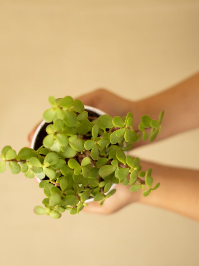 Watering Tips for Healthy Jade Plant