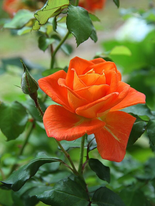 Watering Tips for Healthy Rose Plant