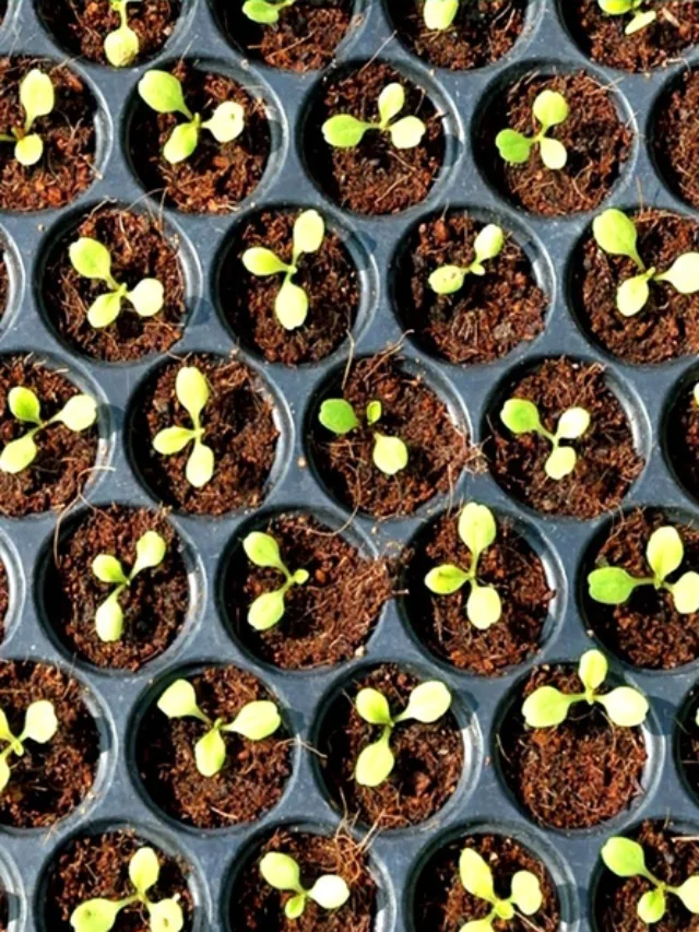 9 Easy Tips to Germinate Seeds Successfully at home