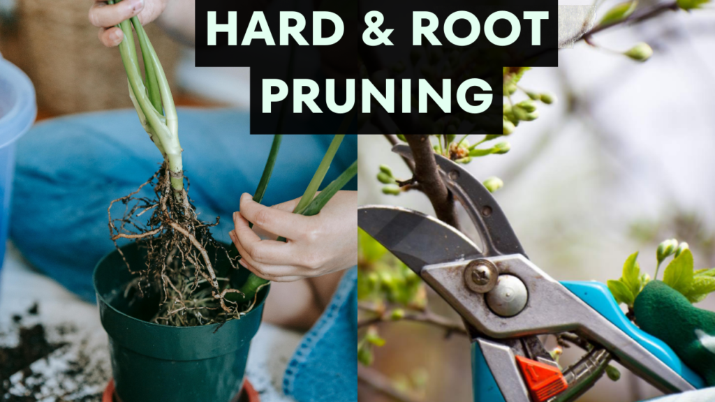hard and root pruning