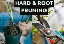 hard and root pruning