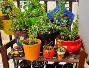 Jade plants