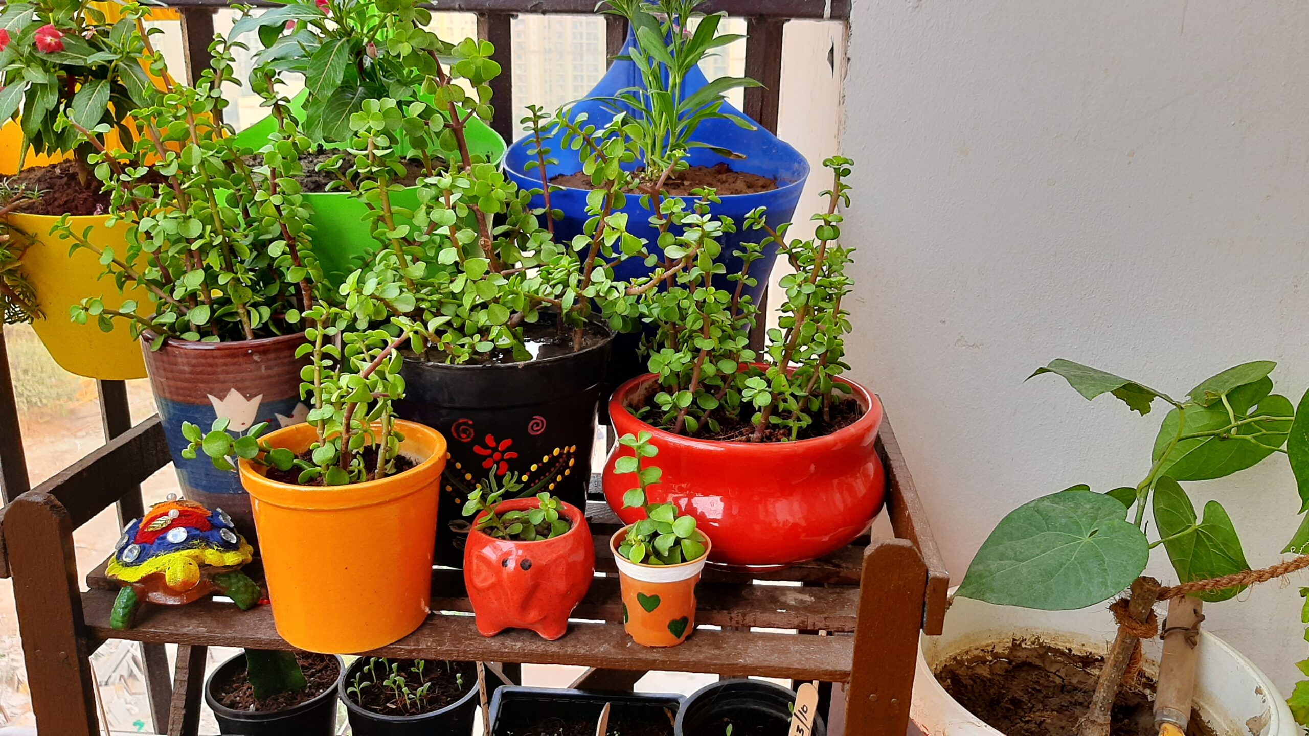 Jade plants
