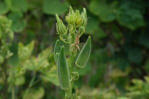 Okra plant