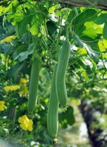 Ridge gourd