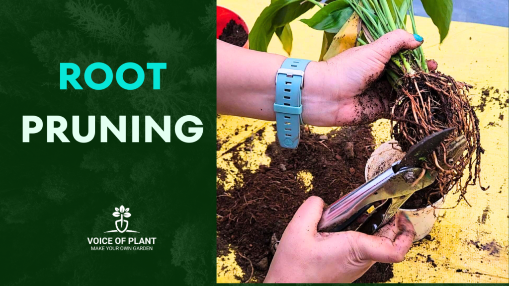 root pruning of plants