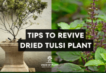 How to Revive a Dried Tulsi Plant: Easy Tips to Make It Healthy & Green Again revive tulsi plant