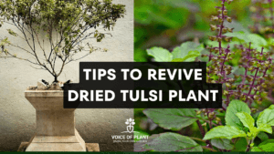 revive tulsi plant