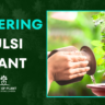 watering Tulsi plant