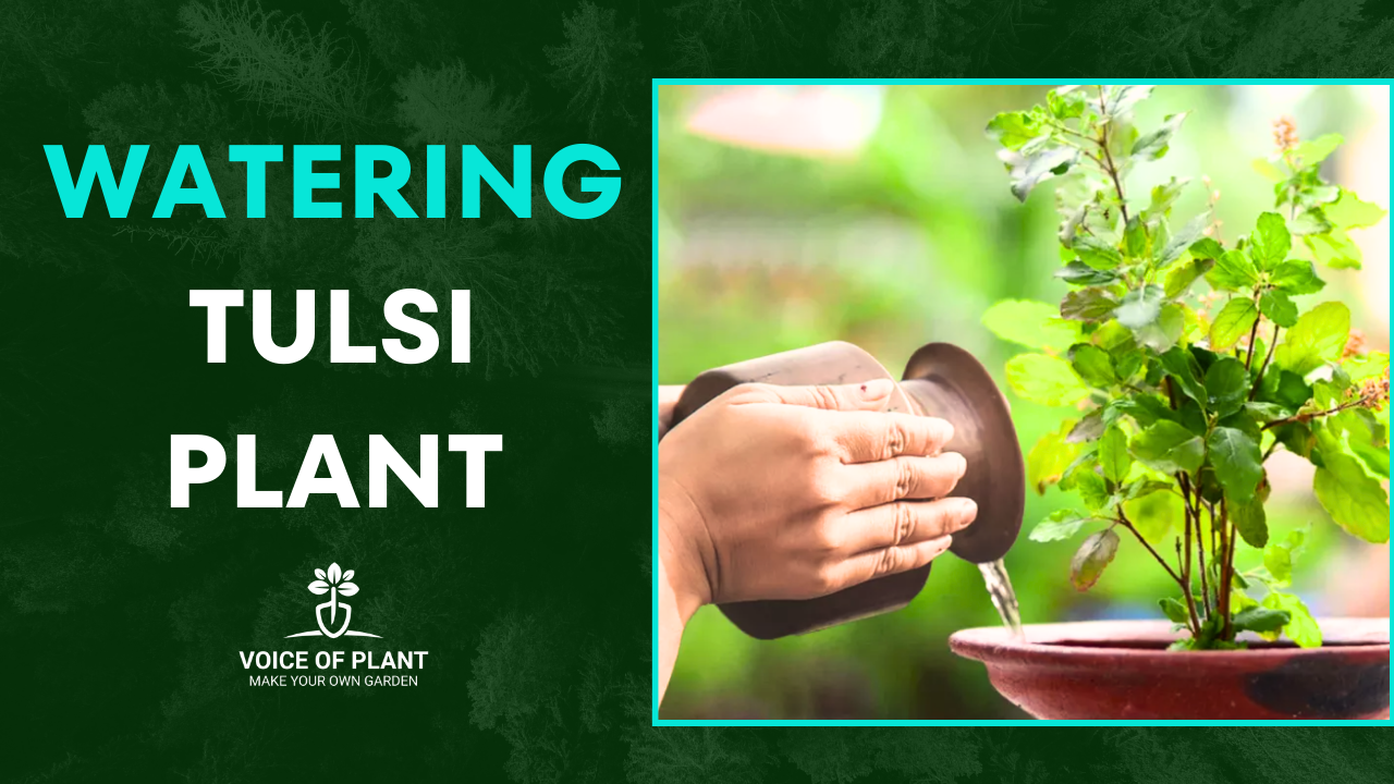 watering Tulsi plant