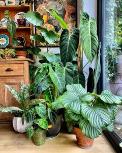 Indoor house plant big leaf