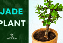 Jade plant