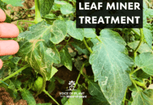 Leaf miner in tomato plant