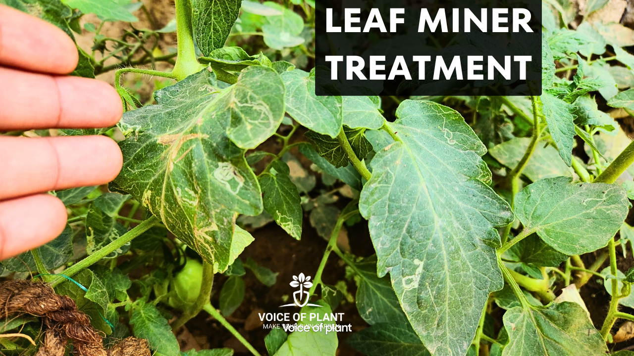 Leaf miner in tomato plant