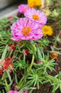 Portulaca flowers pink