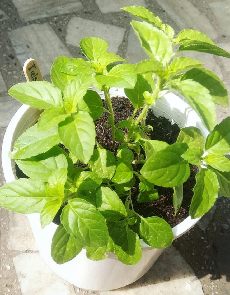 10 Reasons Why You Should Have a Tulsi (Holy Basil) Plant At Home ...