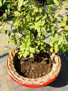 Tulsi plant soil