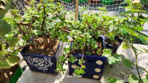 Jade plant in sunny spot
