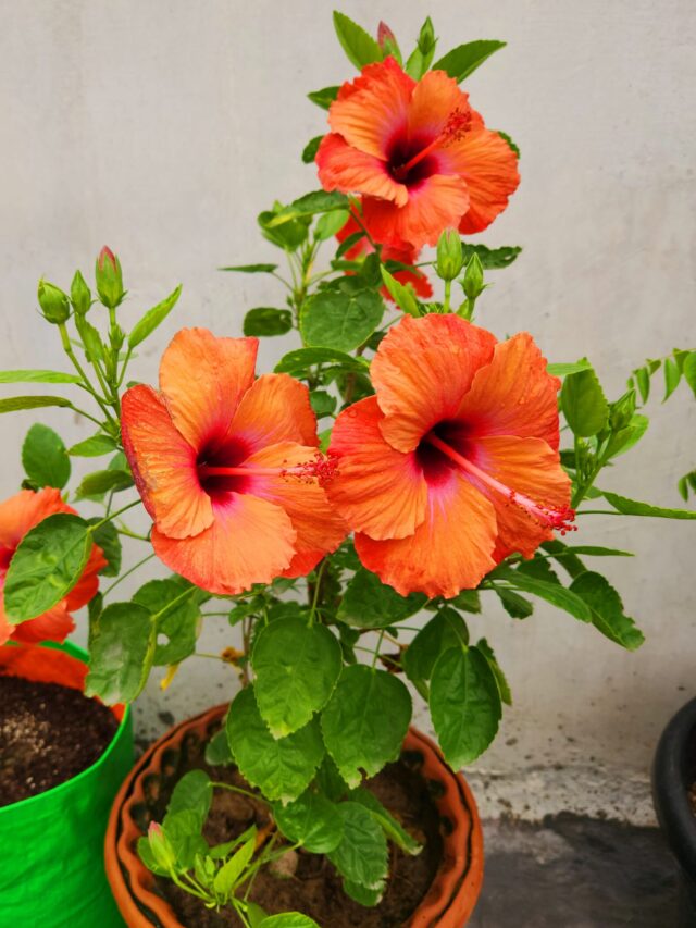 Tips to Care Hibiscus Plant