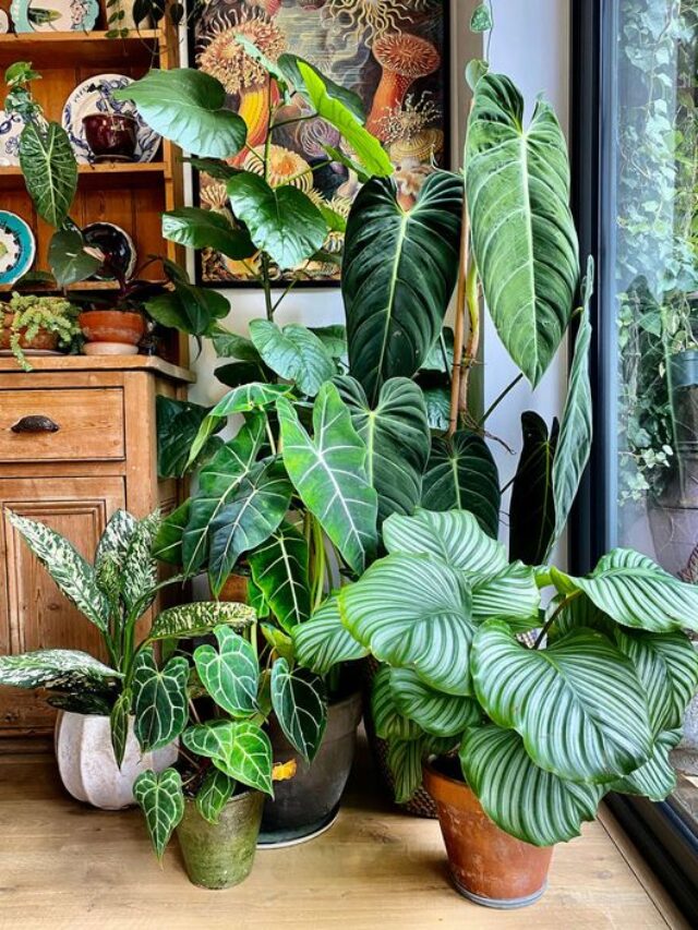5 Best Big Leafy Plant for Your Home Decor