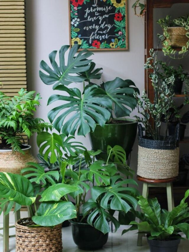 Check 7 Benefits of Having Indoor Plants At Home