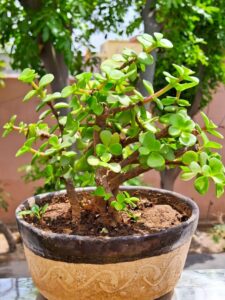 Jade plant in sunlight
