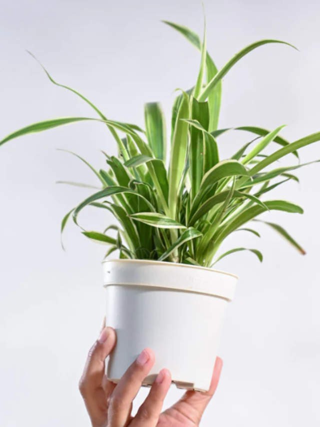 7 Tips to Care Spider Plant
