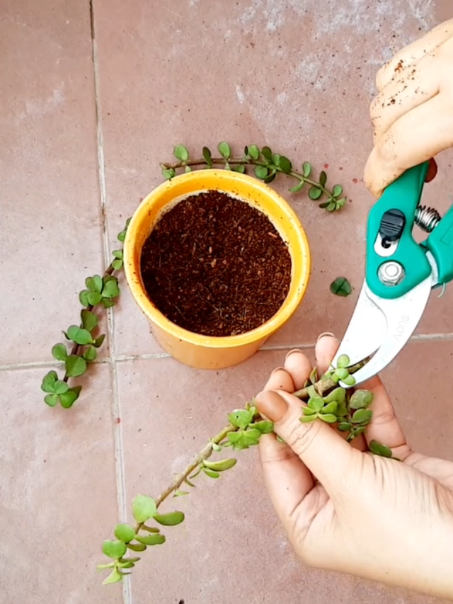 Jade plant propagation and care