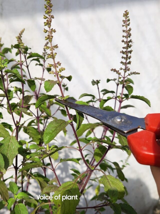 Is It a Good Idea to Prune the Flower & Seeds of a Tulsi plant?