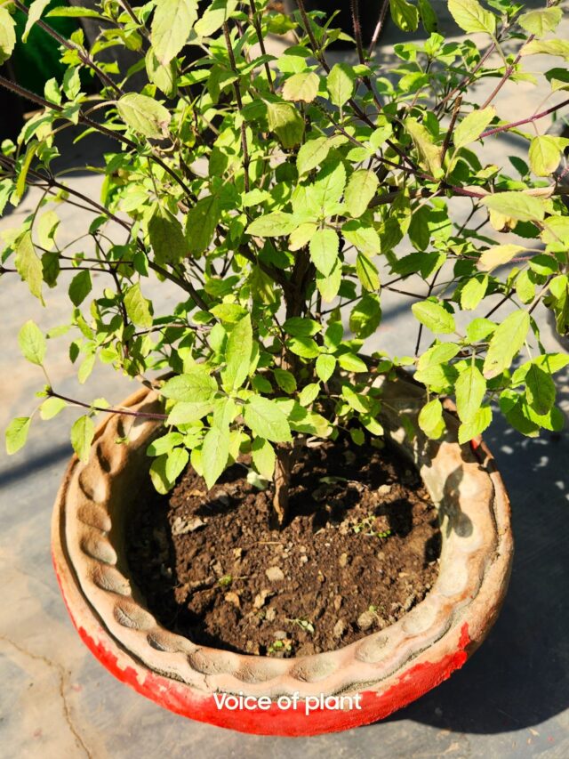 Tulsi plant soil