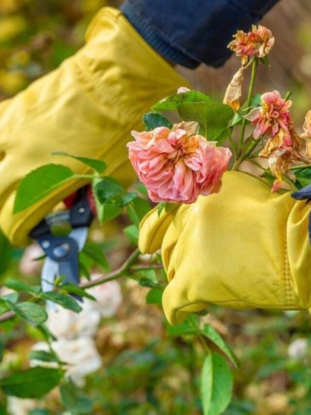 Rose Pruning Tips For Healthy Growth Voice Of Plant Rose Pruning Tips For Healthy Growth Voice Of Plant