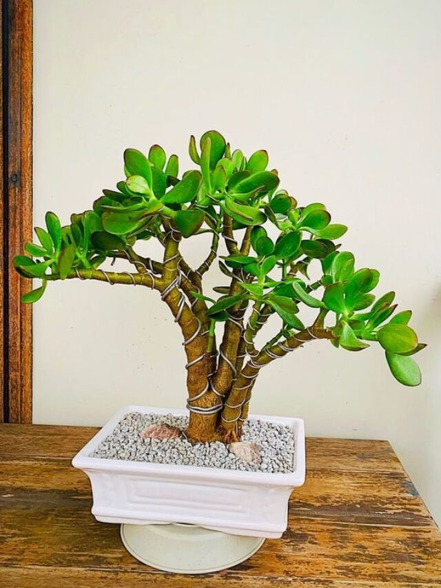 Is Jade Plant an Outdoor or Indoor Plant?