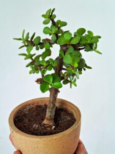 jade plant pot 1