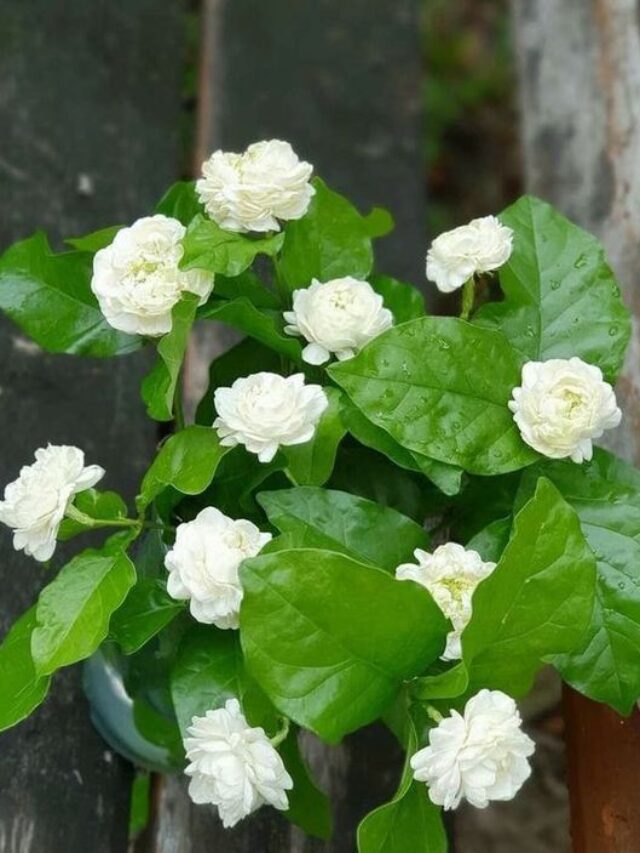 Tips to Care Jasmine (Mogra) in a Pot at Home