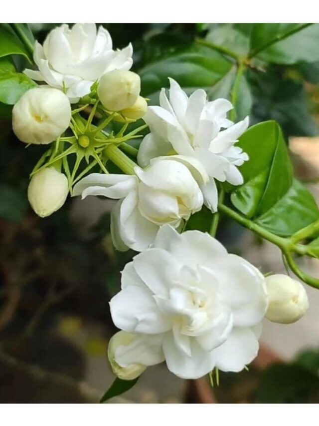 Best Fertilizers for Jasmine (Mogra) Plant