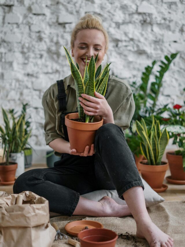 Is It Good to Keep a Snake Plant at Home? Check NASA’s claim