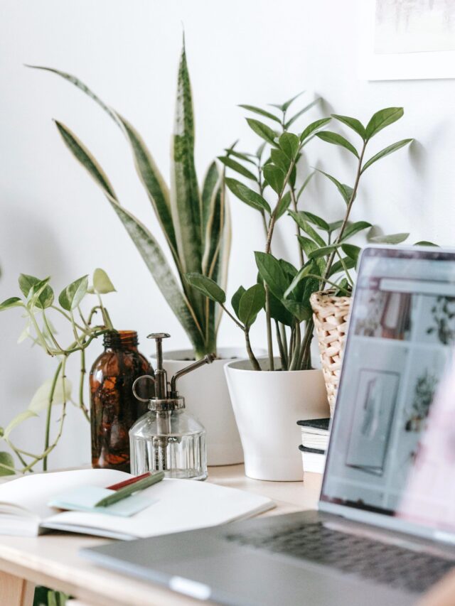 Top Indoor plants that are suitable for a Study Table