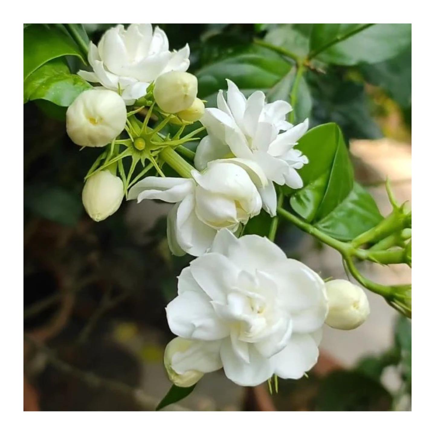 12 Reasons to Have Jasmine Mogra At Home Voice of Plant