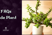FAQs on Jade Plant Care Tips Jade plant FAQs