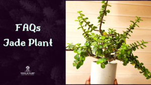 Jade plant FAQs