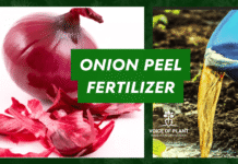 Why Onion Peel Fertilizer is best Organic Fertilizer for Plants? Onion peel fertilizer (1)