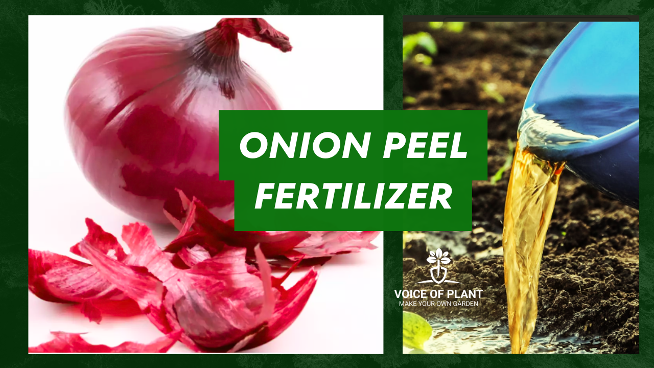 Onion peel fertilizer (1)
