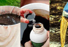 Organic liquid fertilizers