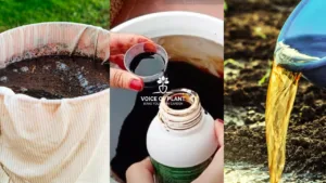 Organic liquid fertilizers