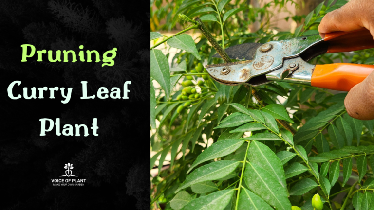 How To Prune A Curry Leaf Plant To Make It Bushy Voice Of Plant